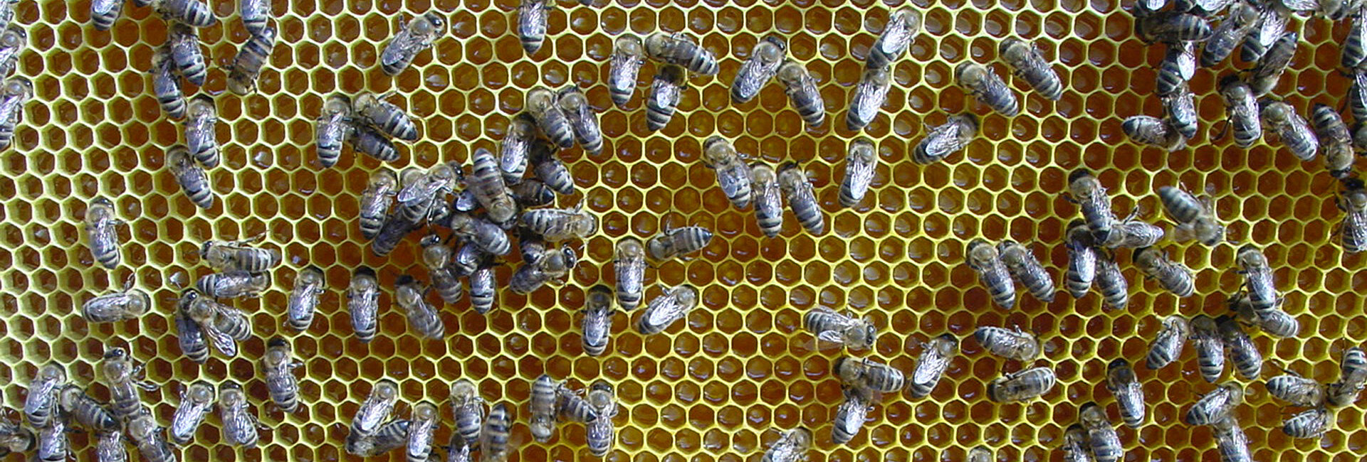 Miele appena registrato