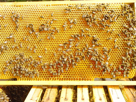 Il nettare viene lavorato Il nettare viene lavorato