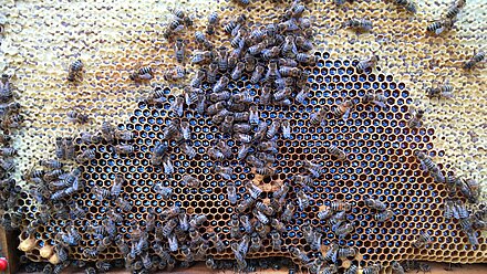 Miele di bosco appena registrato Miele di bosco appena registrato