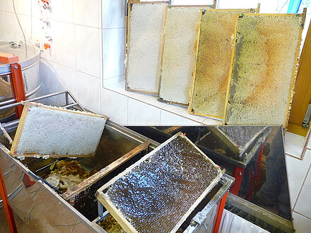 Il miele nei favi pieni deve essere disopercolato. Il miele nei favi pieni deve essere disopercolato.