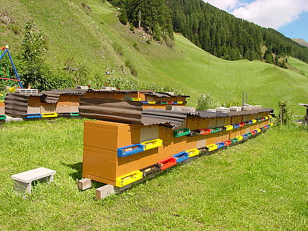 Giovani api presso l'apiario Giovani api presso l'apiario