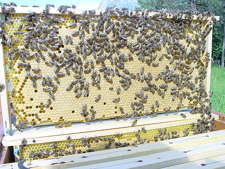 Bellissimo favo pieno Bellissimo favo pieno