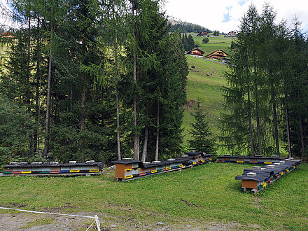 Apiario Waldtracht Maxer Apiario Maxer