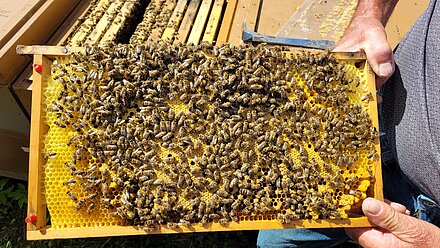 Bellissimo favo di covata Bellissimo favo di covata