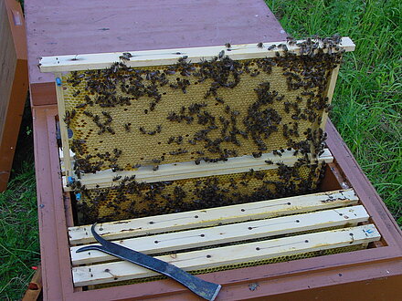 Bellissimo favo pieno Bellissimo favo pieno