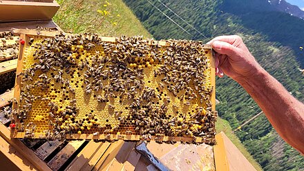 Il ciclo riproduttivo in breve Il ciclo riproduttivo in breve