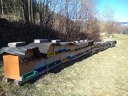 Svernamento dell'apiario a Leisach Svernamento dell'apiario a Leisach