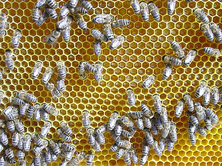 Il nettare viene lavorato Il nettare viene lavorato