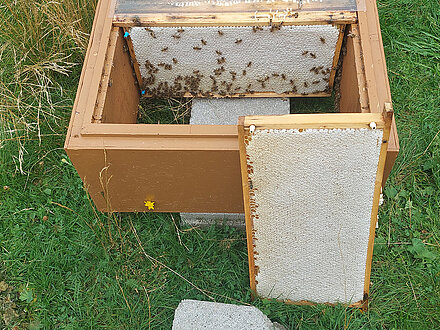 Favo pronto per essere centrifugato Favo pronto per essere centrifugato